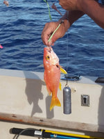 Deep Drop Snapper Rig with 6/0 Circle Hooks